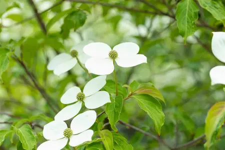 Cornus 'Norman Haddon' - SOLITAIR 175-200 CM C30 - image 3