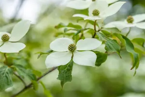 Cornus 'Norman Haddon' - SOLITAIR 175-200 CM C30 - image 4