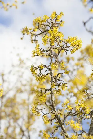 Cornus officinalis - 250-300 CM C110 - image 3