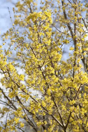 Cornus officinalis - 250-300 CM C110 - image 4