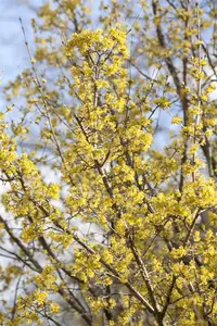 Cornus officinalis - 250-300 CM C110 - image 4