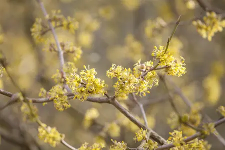 Cornus officinalis - 250-300 CM C110 - image 1