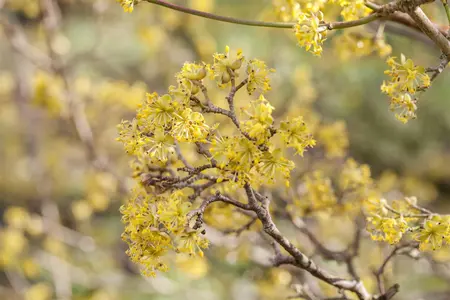 Cornus officinalis - 250-300 CM C110 - image 2