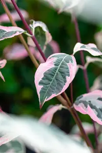 Cornus 'Pev? Sammy'