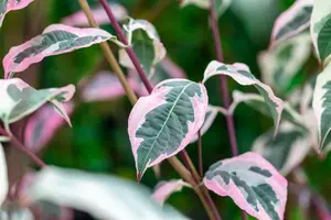 Cornus 'Pev? Sammy' - 60-80 CM C10 - image 2