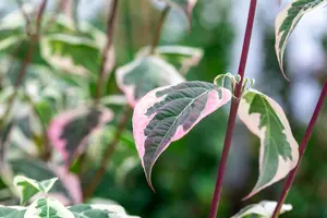 Cornus 'Pev? Sammy' - 60-80 CM C10 - image 3