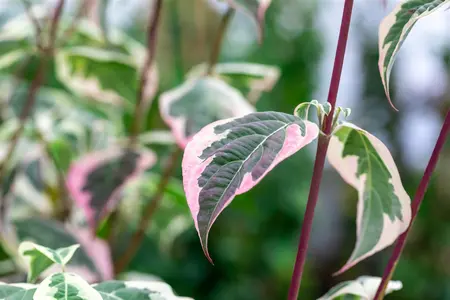 Cornus 'Pev? Sammy' - 80-100 CM C18 - image 3