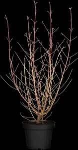 Cornus sang. 'Anny's Winter Orange'