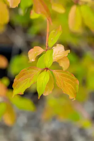 Cornus sang. 'Winter Beauty' - 80-100 CM C10 - image 3