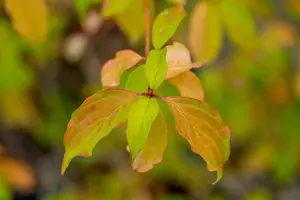 Cornus sang. 'Winter Beauty' - 80-100 CM C10 - image 2