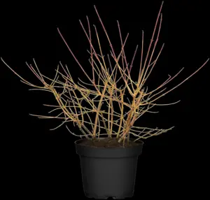 Cornus sang. 'Winter Beauty' - 125-150 CM C25 - image 3