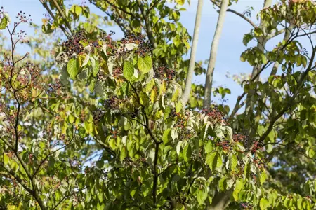 Cornus sanguinea - 1/0 80-100 CM - image 1