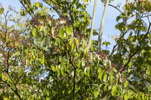 Cornus sanguinea