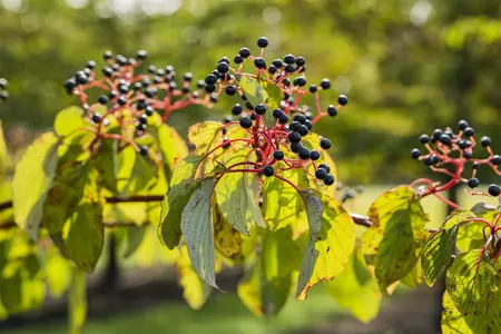 Cornus sanguinea - 15-20 CM P9 - image 3