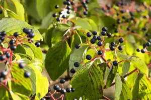 Cornus sanguinea - 10 Ltr pot - image 2