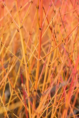 Cornus sanguinea 'Midwinter Fire' - 50-60 CM C3.5 - image 4