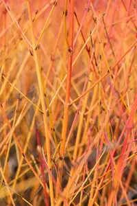 Cornus sanguinea 'Midwinter Fire' - 100-125 CM C20 - image 2