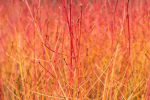 Cornus sanguinea 'Midwinter Fire' - 40-60 CM C4 - image 5