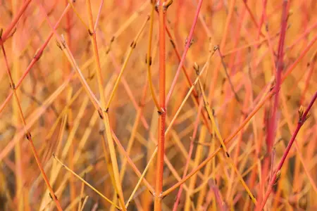 Cornus sanguinea 'Midwinter Fire' - 60-80 CM C7.5 - image 3