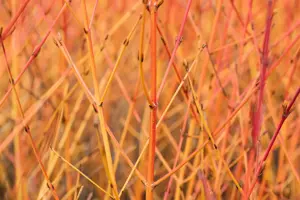 Cornus sanguinea 'Midwinter Fire' - 175-200 CM RB - image 3