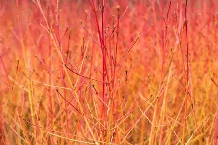 Cornus sanguinea 'Midwinter Fire' - 40-60 CM C3 - image 5