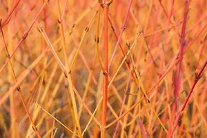 Cornus sanguinea 'Midwinter Fire' - 60-80 CM C2 - image 3