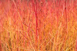 Cornus sanguinea 'Midwinter Fire' - 60-80 CM C2 - image 5