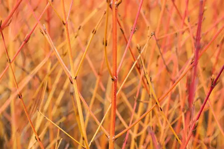 Cornus sanguinea 'Midwinter Fire' - 25-30 CM C2 - image 1