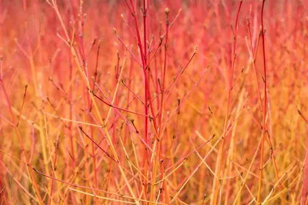 Cornus sanguinea 'Midwinter Fire' - 60-80 CM RB - image 3