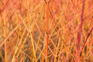 Cornus sanguinea 'Midwinter Fire' - 100-125 CM C20 - image 1