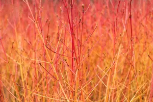 Cornus sanguinea 'Midwinter Fire' - 100-125 CM C20 - image 3
