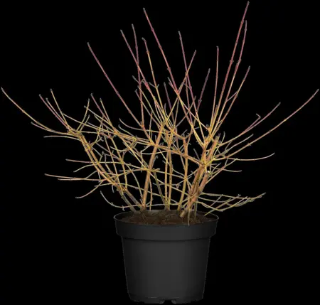 Cornus sanguinea 'Midwinter Fire' - 60-90 CM - image 1