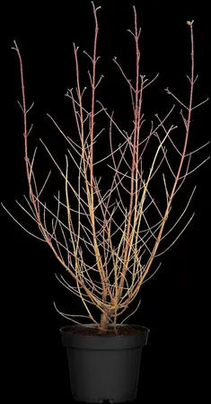 Cornus sanguinea 'Midwinter Fire' - 100-125 CM C15 - image 2