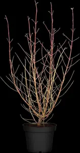 Cornus sanguinea 'Midwinter Fire' - 175-200 CM C30 - image 2