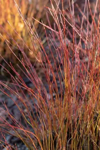 Cornus sericea 'Firedance'