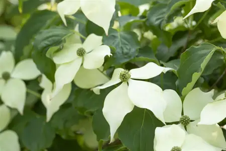 Cornus 'Shira Yuki' - 40-50 CM C4 - image 3