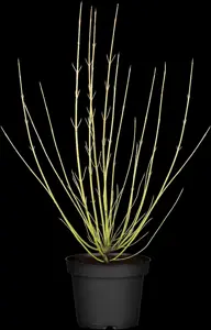 Cornus 'Summer Flair'
