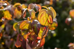 Cornus 'Summer Glossy'
