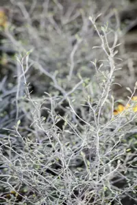 Corokia cotoneaster - 2 Ltr pot - image 2