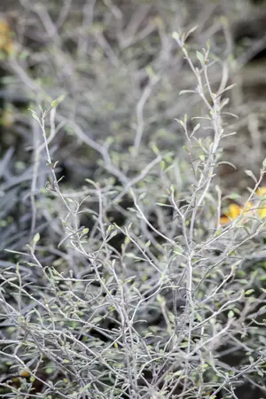 Corokia cotoneaster - 25-30 CM C2 - image 2
