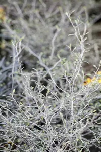 Corokia cotoneaster - 25-30 CM C2 - image 2
