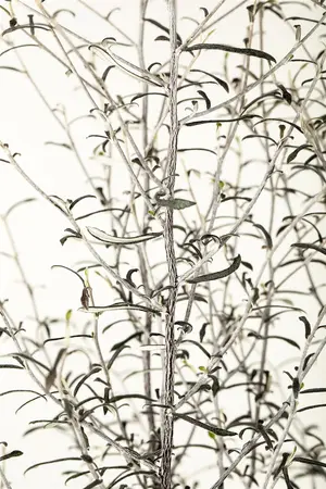 Corokia cotoneaster - 30-40 CM C2 - image 4