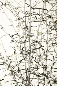 Corokia cotoneaster - 30-40 CM C2 - image 4