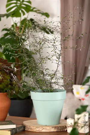 Corokia cotoneaster - 30-40 CM C2 - image 5