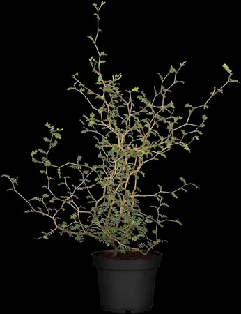 Corokia cotoneaster - 25-30 CM C2 - image 4
