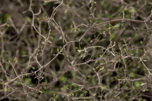 Corokia cotoneaster