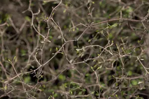 Corokia cotoneaster