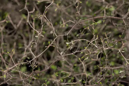 Corokia cotoneaster - 30-40 CM C2 - image 1