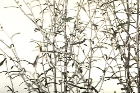 Corokia cotoneaster - 30-40 CM C2 - image 3