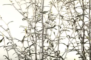 Corokia cotoneaster - 30-40 CM C2 - image 3